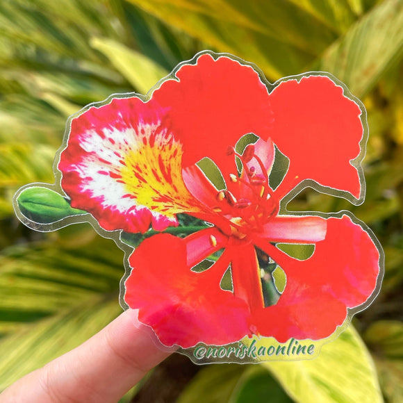 Sticker transparente de una flor del árbol de flamboyá Diseñado en Puerto Rico por mujer empresaria. | Boricua clear sticker of a flamboyan tree flower present in all of Puerto Rico. Designed by Puerto Rican woman.